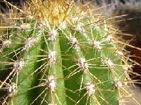 Trichocereus tarijensis v. fricianus (=Helianthocereus poco v. fricianus) Cactus Bolivia J.Ramirez